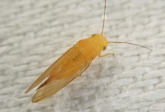 Aphalaridae