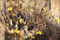 Pachypodium gracilius image