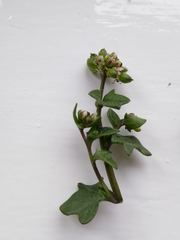 Cochlearia danica