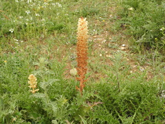 Orobanche amethystea