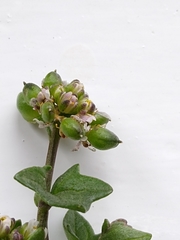 Cochlearia danica