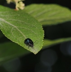 Hemipyxis flaviabdominalis