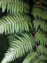 Alsophila spinulosa