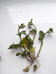 Cochlearia danica