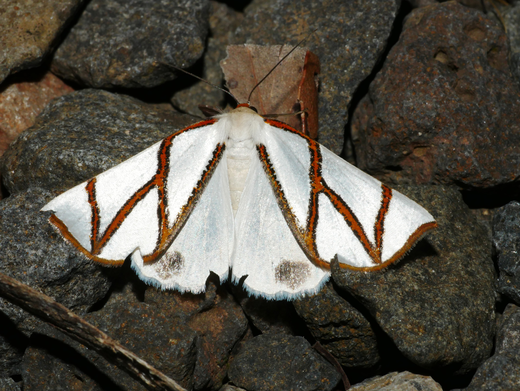Clara's Satin Moth