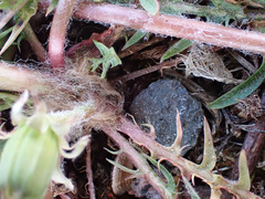 Taraxacum lacistophyllum