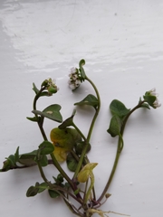 Cochlearia danica