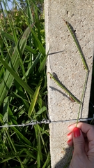 Poaceae