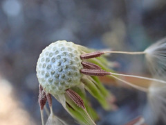 Taraxacum lacistophyllum