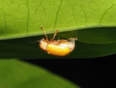 Cryptocephalus kanoi