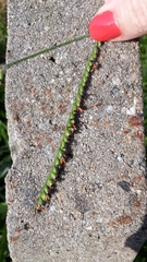 Poaceae
