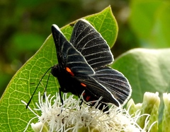 Melanis acroleuca acroleuca