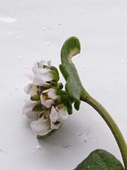 Cochlearia danica