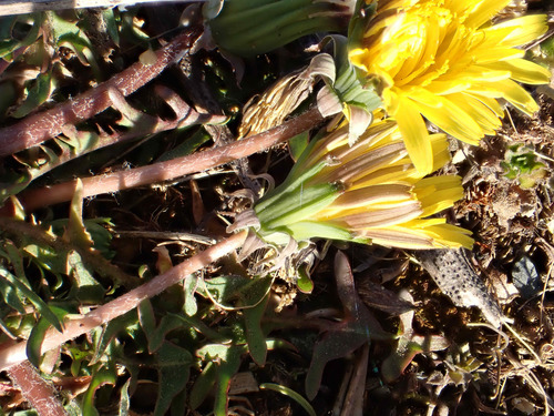 Image of Taraxacum lacistophyllum by (c) Jerry Lanfear, some rights reserved (CC BY)