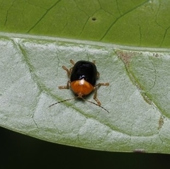Adiscus taiwanus