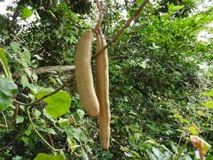 Adenocalymma inundatum