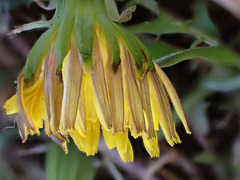 Taraxacum lacistophyllum