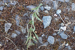 Taraxacum lacistophyllum
