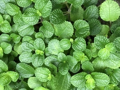 Pilea nummulariifolia