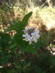 Pitraea cuneato-ovata