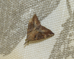 Hypena saltalis
