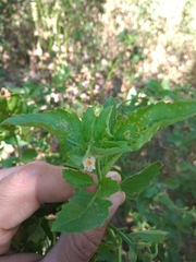 Pitraea cuneato-ovata