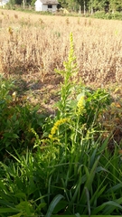Asteraceae