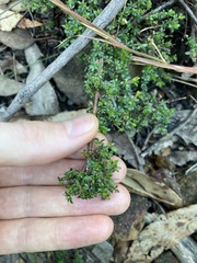 Micrantheum ericoides