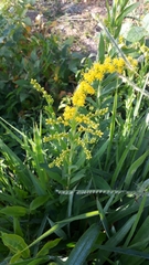 Asteraceae