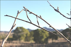 Achrioptera impennis