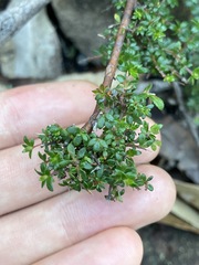 Micrantheum ericoides
