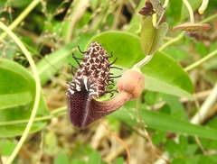 Aristolochia taliscana
