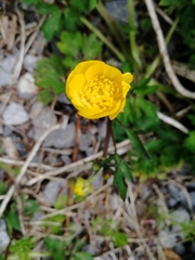 Ranunculus