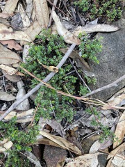 Micrantheum ericoides