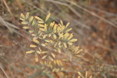 Indigofera cryptantha cryptantha