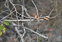 Achrioptera impennis