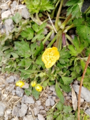 Ranunculus