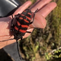 Ceroplesis capensis