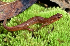 Carolina Sandhills Salamander photo 2