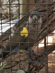 Poicephalus rueppellii