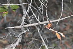 Achrioptera impennis