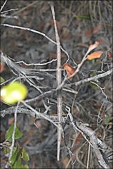 Achrioptera impennis