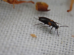 Anaspis fasciata