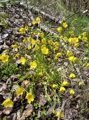 Ranunculus pedatus