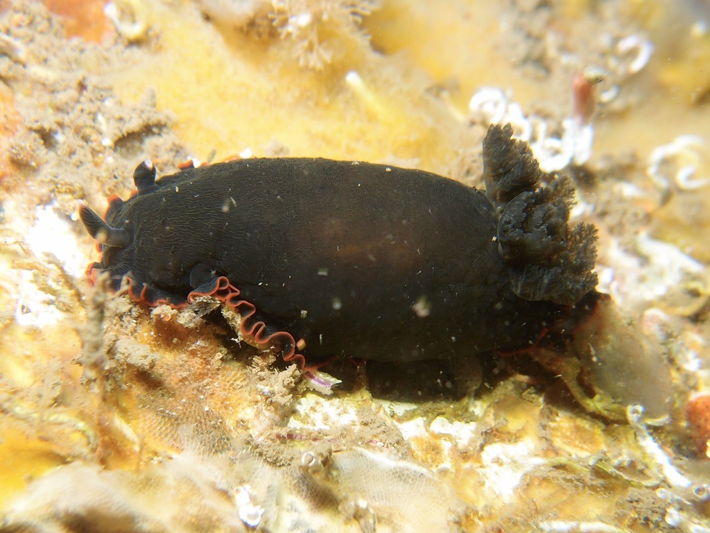 Bushy-gilled Sucking Dorid