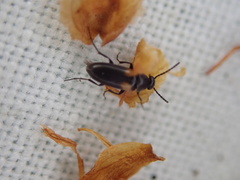 Anaspis fasciata