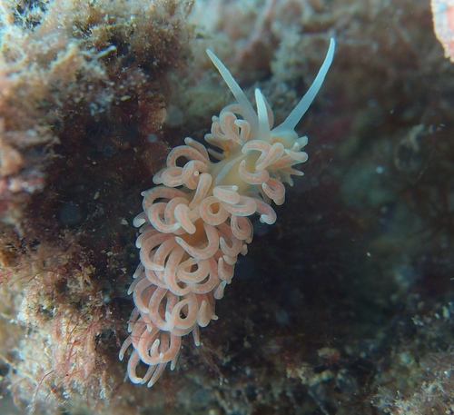 Phyllodesmium serratum