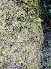 Kindbergia praelonga