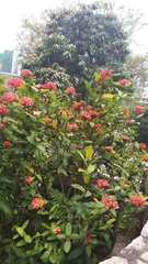 Ixora coccinea