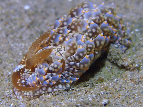 Baeolidia australis